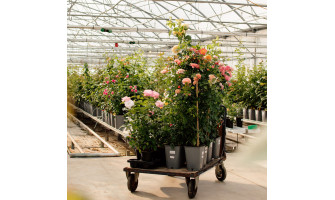 Ar B Agro - Vadošais rožu audzētājs Latvijā un Baltijā!