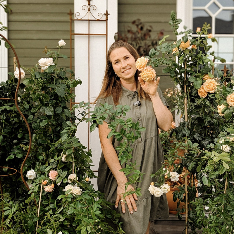 ZAĻĀS KOKA MĀJAS DĀRZA rožu  izlase