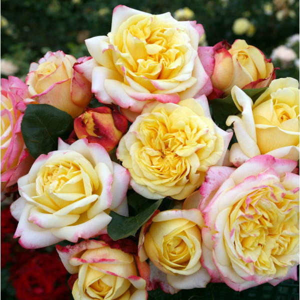 KORDES JUBILEE® KORDES JUBILEE®