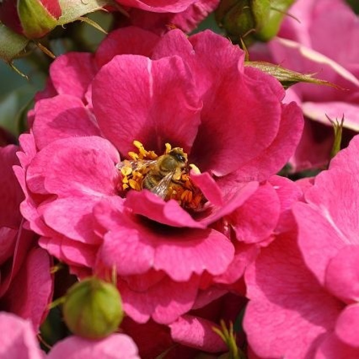Orienta® Djamila Orienta® Djamila