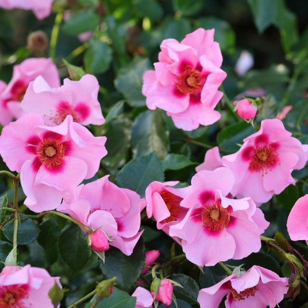 Orienta® Farina Orienta® Farina