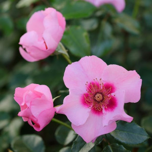 Orienta® Farina Orienta® Farina