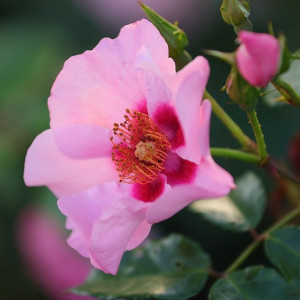 Orienta® Farina Orienta® Farina