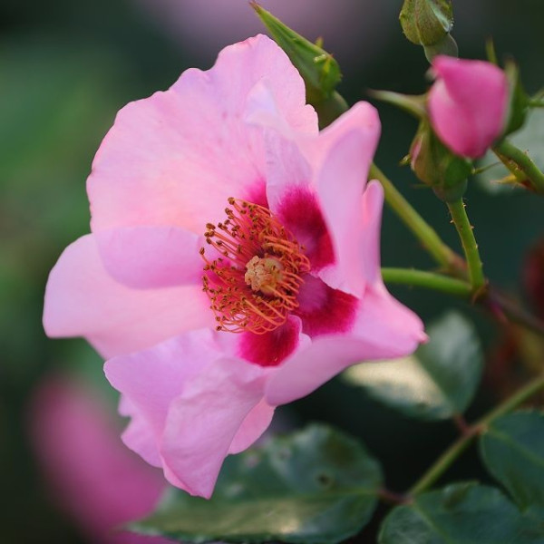 Orienta® Farina Orienta® Farina