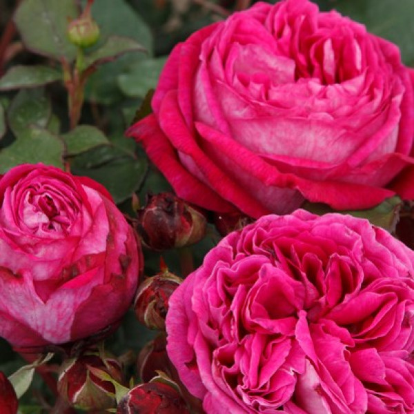 FREIFRAU CAROLINE® FREIFRAU CAROLINE®