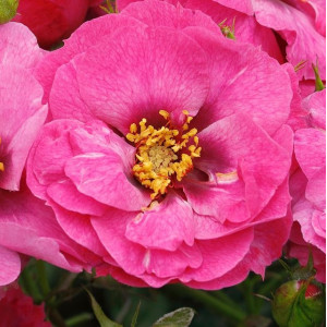 Orienta® Djamila Orienta® Djamila