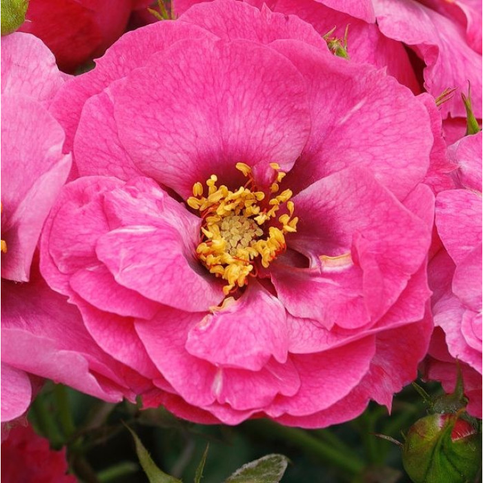 Orienta® Djamila Orienta® Djamila