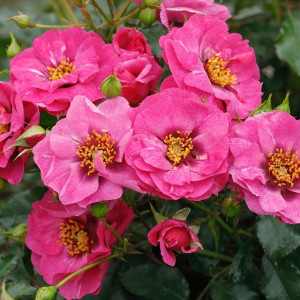 Orienta® Djamila Orienta® Djamila
