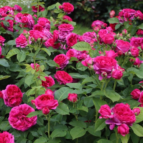 SOPHIE LUISE® SOPHIE LUISE®