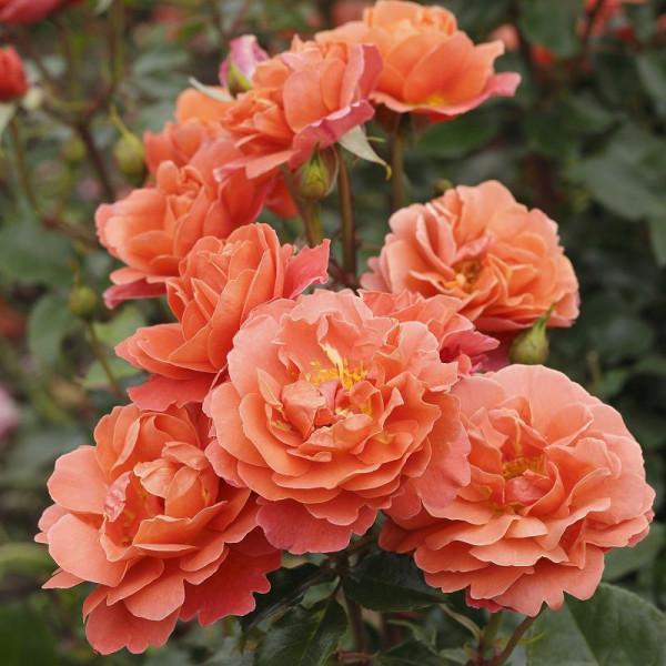 Theodor Fontane Rose® Theodor Fontane Rose®
