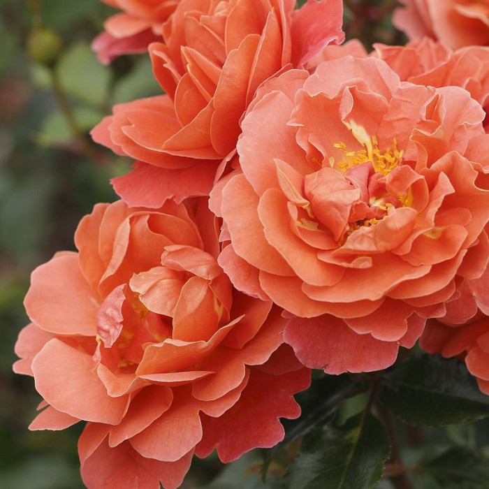 Theodor Fontane Rose®