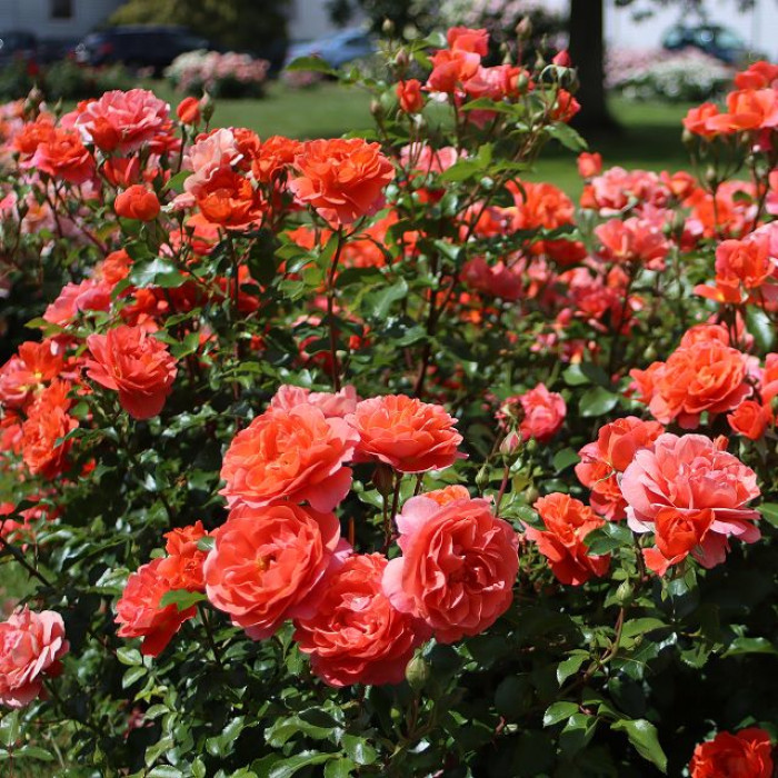 Theodor Fontane Rose®
