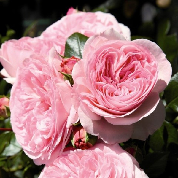 MARIATHERESIA® MARIATHERESIA®