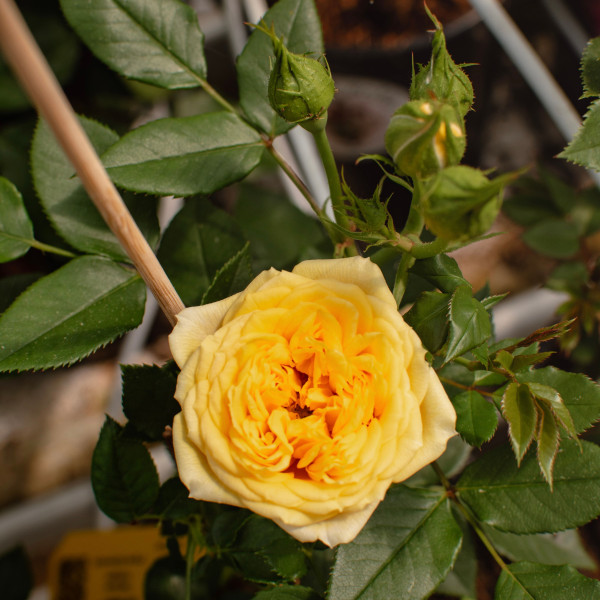 SUNBEAM FLOWER CIRCUS®  SUNBEAM FLOWER CIRCUS®