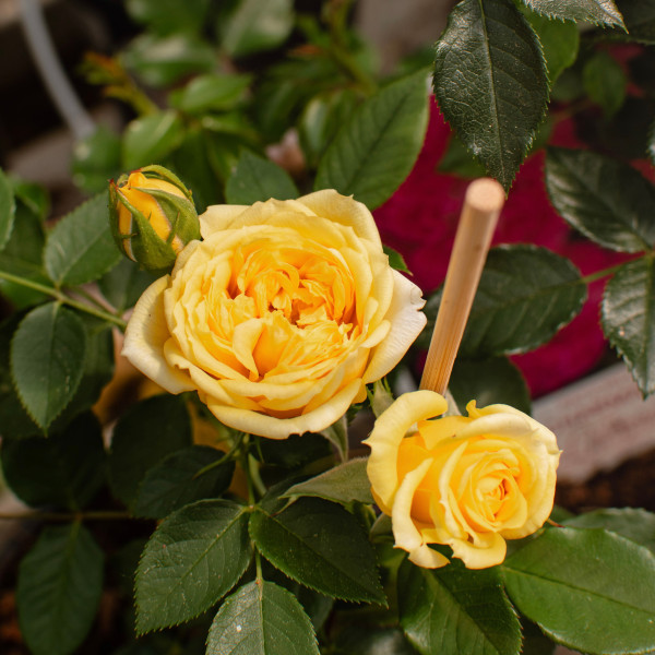 SUNBEAM FLOWER CIRCUS®  SUNBEAM FLOWER CIRCUS®