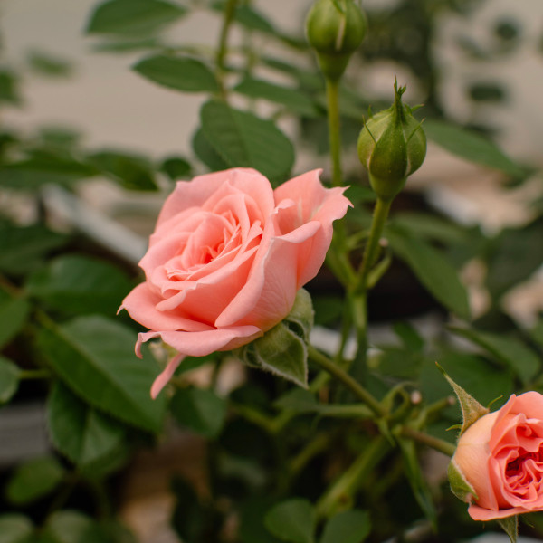 SALMON TERRAZZA® SALMON TERRAZZA®