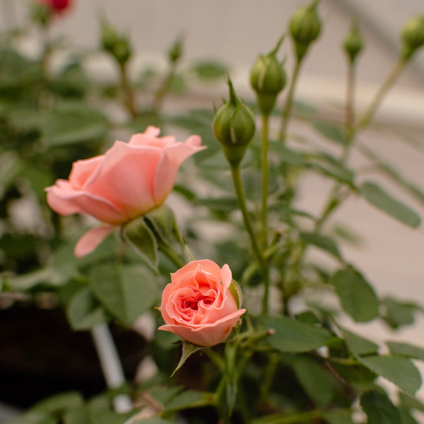 SALMON TERRAZZA® SALMON TERRAZZA®