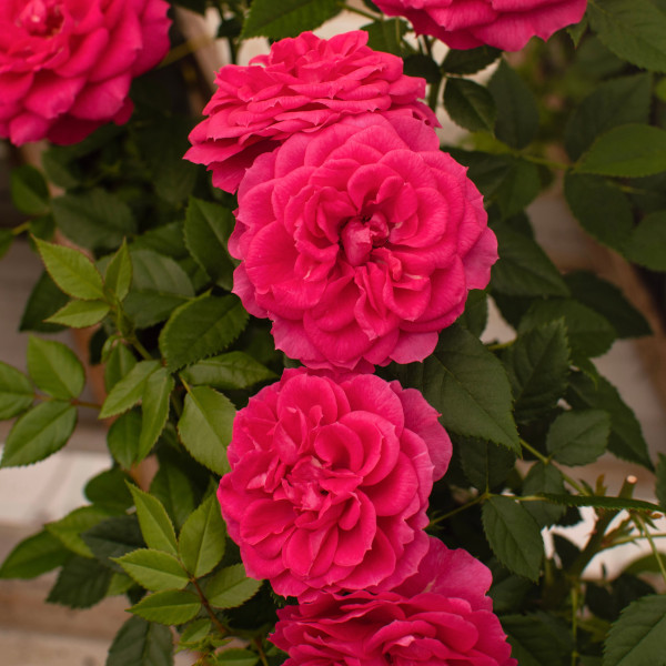 JOY TERRAZZA® JOY TERRAZZA®