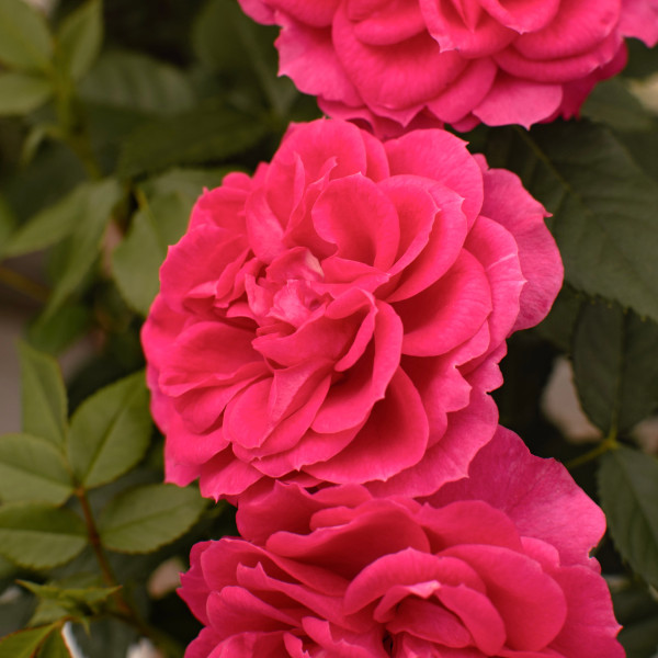 JOY TERRAZZA® JOY TERRAZZA®