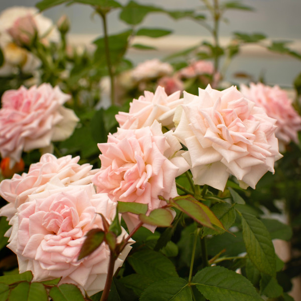 TENDER TERRAZZA® TENDER TERRAZZA®