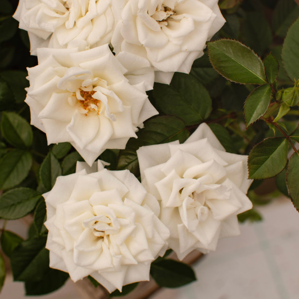 SUGAR BUD TERRAZZA®