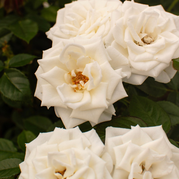 P-16-0701-002 TERRAZZA® P-16-0701-002 TERRAZZA®