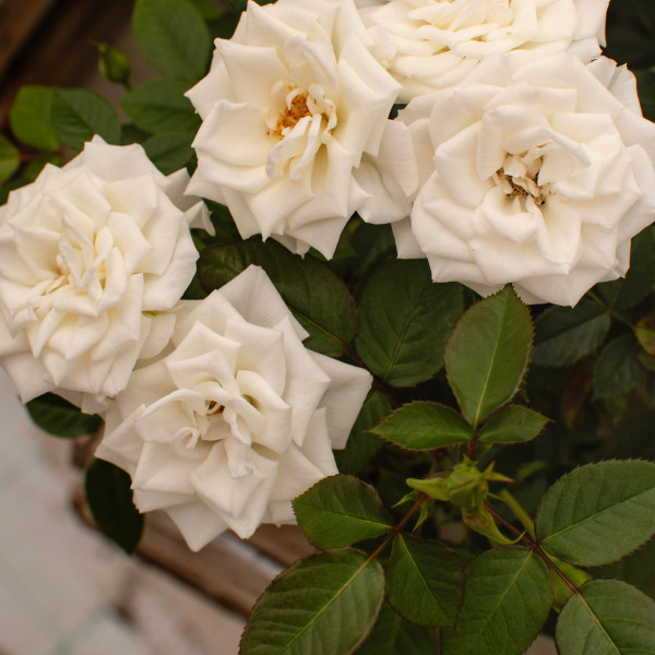 P-16-0701-002 TERRAZZA® P-16-0701-002 TERRAZZA®