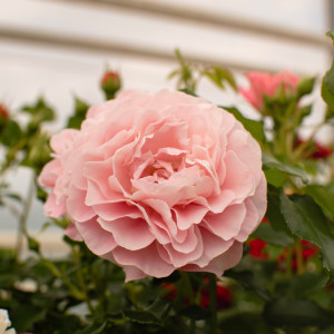 FRAGNANCE KING TERRAZZA®