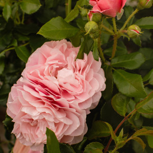 FRAGNANCE KING TERRAZZA®