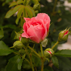 FRAGNANCE KING TERRAZZA®