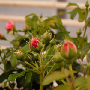 FRAGNANCE KING TERRAZZA®