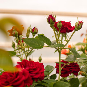 HAPPY TERRAZZA® HAPPY TERRAZZA®