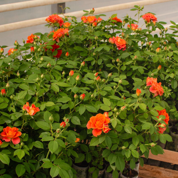 CUMBA® MEILLANDINA® Meineytasar