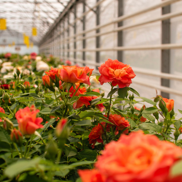 CUMBA® MEILLANDINA® Meineytasar CUMBA® MEILLANDINA® Meineytasar