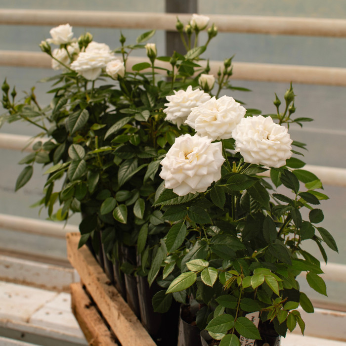 COLOMBE TERRAZZA® COLOMBE TERRAZZA®