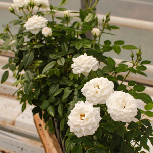 COLOMBE TERRAZZA® COLOMBE TERRAZZA®