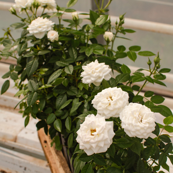 COLOMBE TERRAZZA® COLOMBE TERRAZZA®