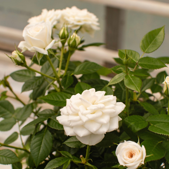 COLOMBE TERRAZZA® COLOMBE TERRAZZA®