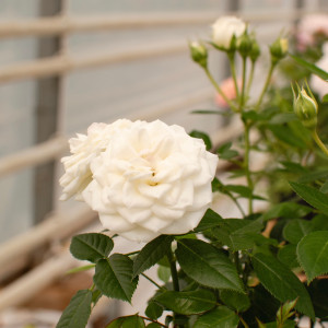 COLOMBE TERRAZZA® COLOMBE TERRAZZA®