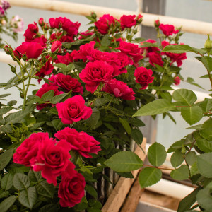 P-12-0253-001 TERRAZZA® P-12-0253-001 TERRAZZA®
