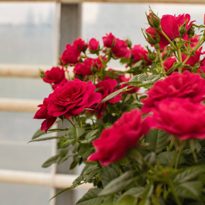 P-12-0253-001 TERRAZZA® P-12-0253-001 TERRAZZA®
