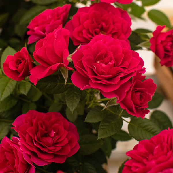 P-12-0253-001 TERRAZZA® P-12-0253-001 TERRAZZA®