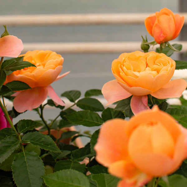 JUICY TERRAZZA® JUICY TERRAZZA®