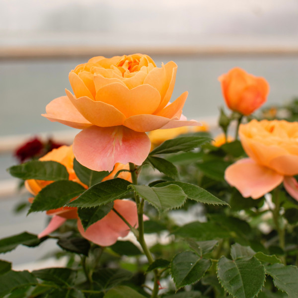 JUICY TERRAZZA® JUICY TERRAZZA®