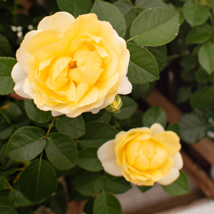 NEW LEMON JUICY TERRAZZA®