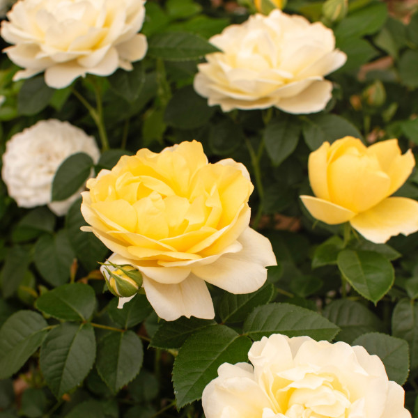 NEW LEMON JUICY TERRAZZA® NEW LEMON JUICY TERRAZZA®