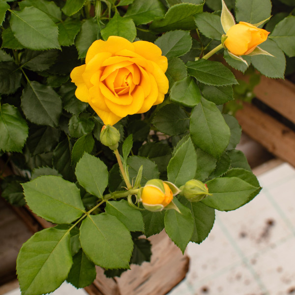 SOLANGE TERRAZZA® SOLANGE TERRAZZA®