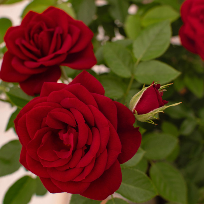AMOUR TERRAZZA® AMOUR TERRAZZA®