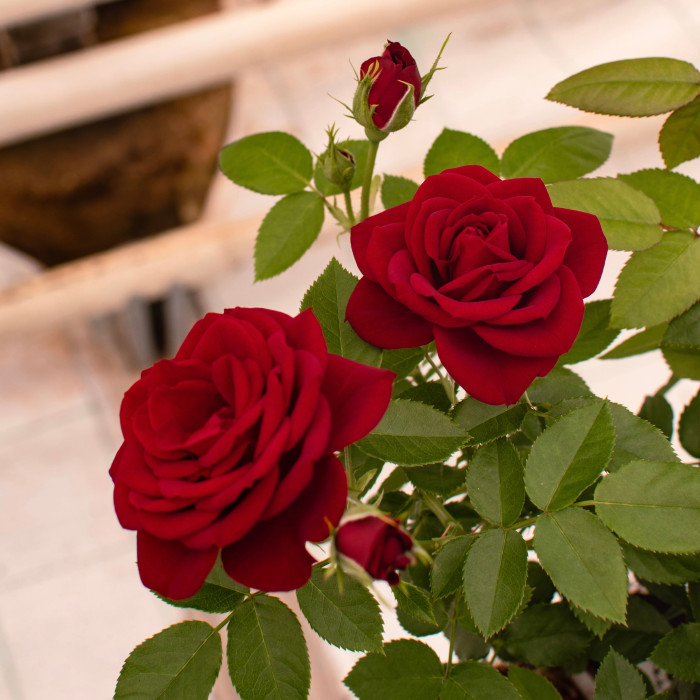 AMOUR TERRAZZA® AMOUR TERRAZZA®