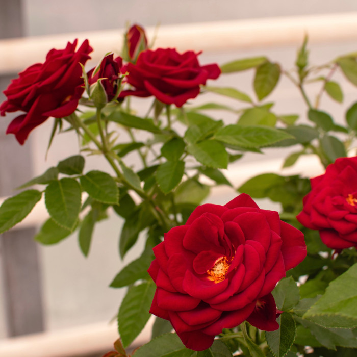 AMOUR TERRAZZA® AMOUR TERRAZZA®